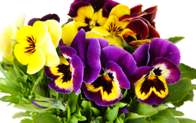 7000x4667 pix. Wallpaper flowers, pansies, wild pansy, viola tricolor, heartsease, hearts ease, hearts delight, tickle-my-fancy, jack-jump-up-and-kiss-me, come-and-cuddle-me, three faces in a hood, or love-in-idleness, nature