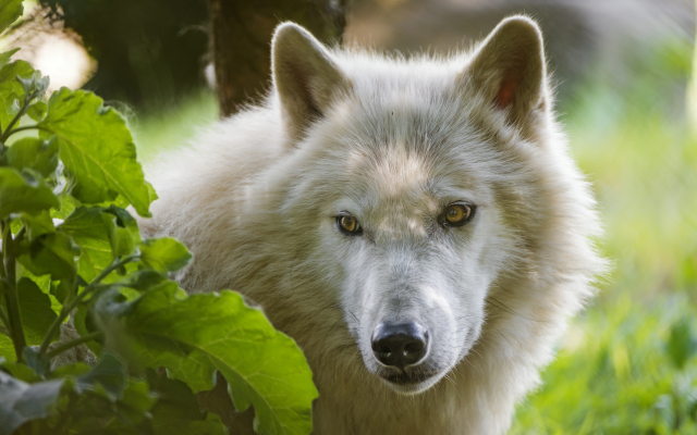 2560x1704 pix. Wallpaper arctic wolf, wolf, animals, melville island wolf