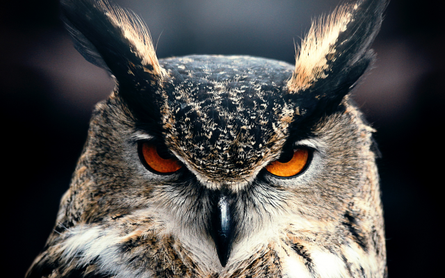 4912x3328 pix. Wallpaper owl, bird, animals