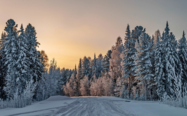 1936x1296 pix. Wallpaper winter, tree, snow, nature, road, forest
