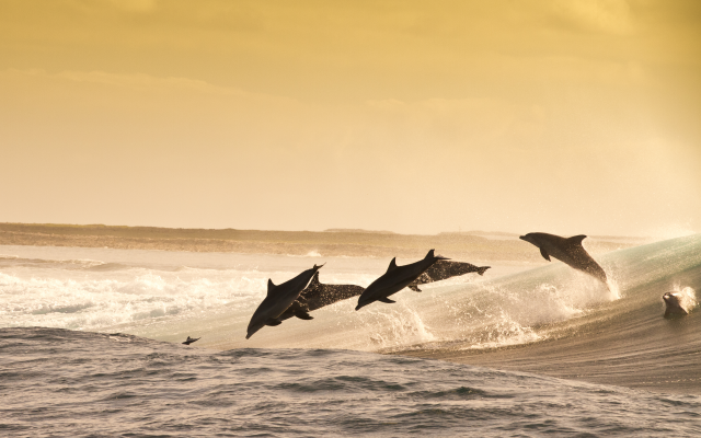 5375x3411 pix. Wallpaper jumping dolphins, dolphin, wave, sea, ocean, water splash, playful, ocean, animals, nature