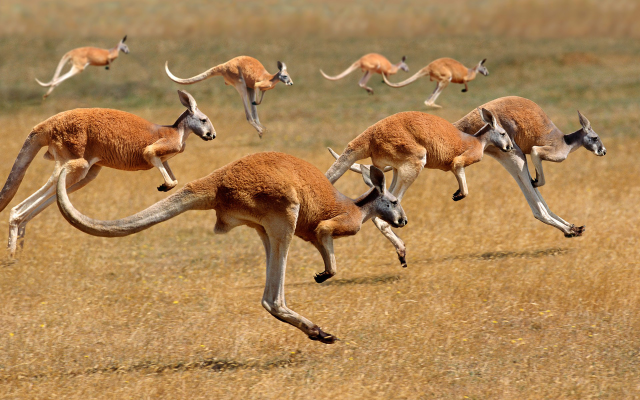 1920x1200 pix. Wallpaper kangaroo, animals, jumping kangaroos, macropus rufus, red kangaroo, australia