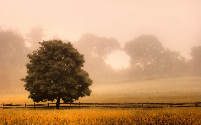 1920x1200 pix. Wallpaper fence, tree, fog, mist, morning, field, grass, new jersey, landscape, nature