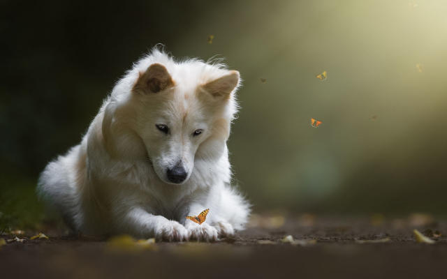 2000x1125 pix. Wallpaper dog, butterfly, animals, insects
