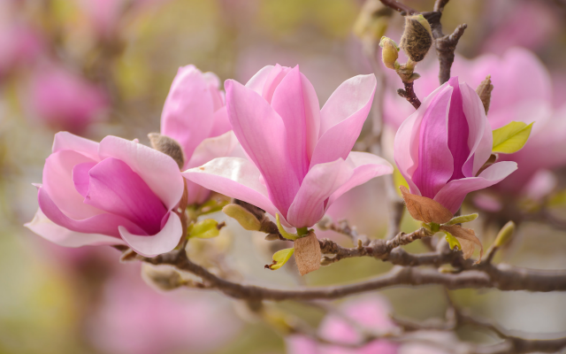 2048x1275 pix. Wallpaper magnolia, flowers, nature, pink flowers