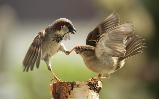 2000x1388 pix. Wallpaper sparrow, macro, fighting, humor, bird, animals