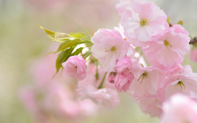 2048x1356 pix. Wallpaper sakura, cherry, flowers, nature