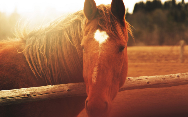 1920x1200 pix. Wallpaper horse, closeups, blurred, sunlight