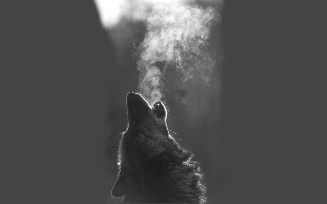 1920x1200 pix. Wallpaper wolf, white breath, animals
