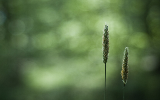 1920x1080 pix. Wallpaper wheat, closeups, macro, blurred, bokeh