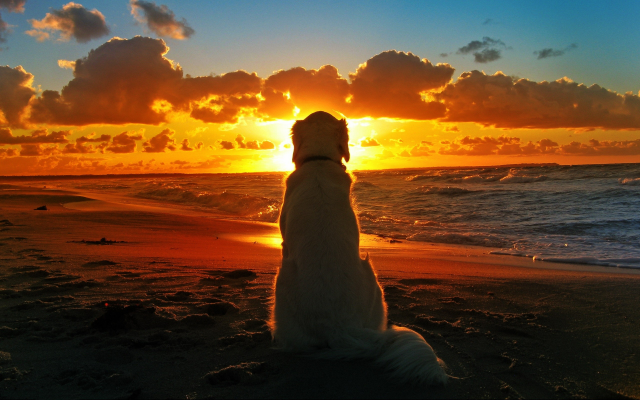 2560x1600 pix. Wallpaper dog, beach, clouds, sunset, sea