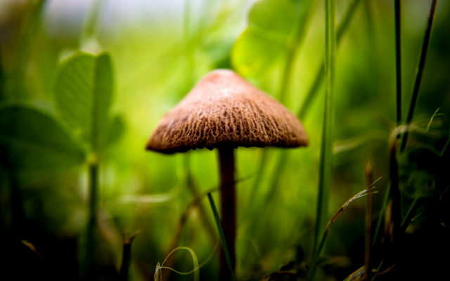 2560x1600 pix. Wallpaper mushroom, macro, sunlight, blurred, grass, plants, nature