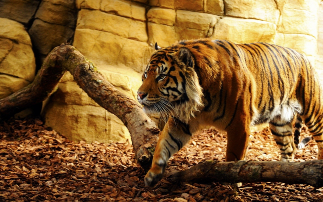 1920x1080 pix. Wallpaper tiger, sunlight, animals, wild animals