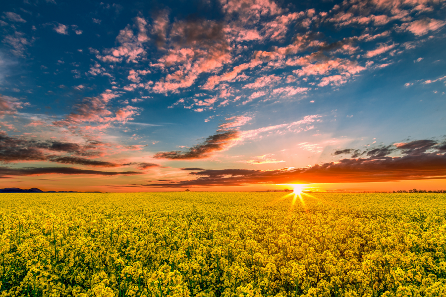 2189x1459 pix. Wallpaper sunset, field, spring, rape, colza, clouds, nature
