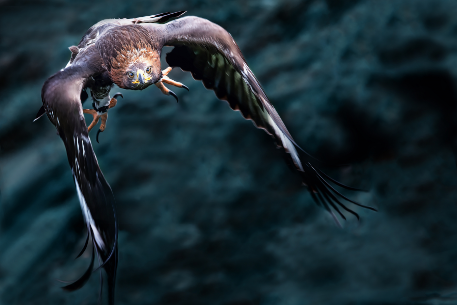 5163x3456 pix. Wallpaper eagle, bird, predator, animals, flying, golden eagle
