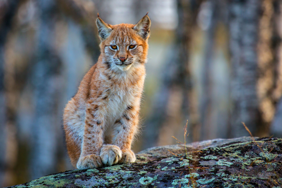 5760x3240 pix. Wallpaper lynx, wild cat, animals
