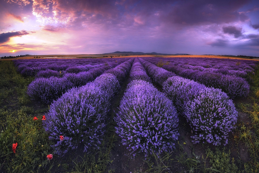 1920x1304 pix. Wallpaper flowers, field, bulgaria, lavender, clouds, nature