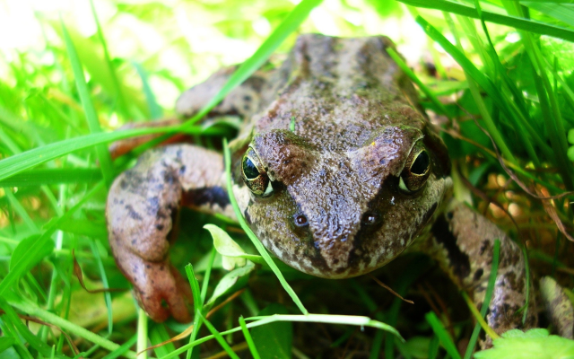 2288x1350 pix. Wallpaper frog, toad, grass, animals, nature, macro