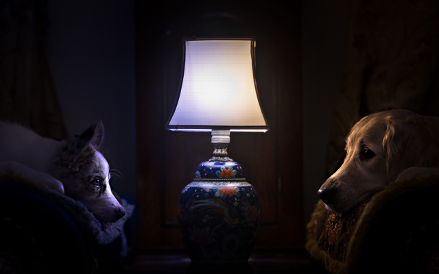 1920x1108 pix. Wallpaper dog, lamp, comfort, rest