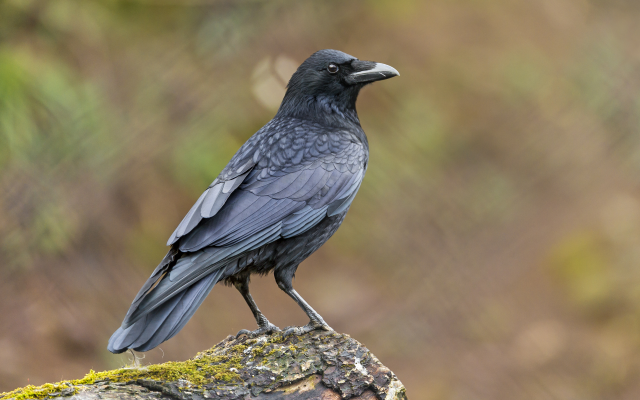 4012x2675 pix. Wallpaper raven, bird, moss on the log, animals
