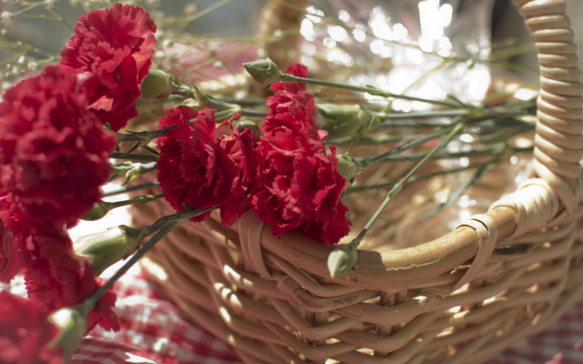 2048x1362 pix. Wallpaper basket, flowers, carnation, red petals, nature