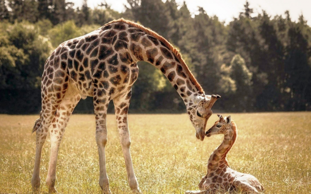 1920x1080 pix. Wallpaper cute giraffes, giraffe, baby giraffe, grass, animals