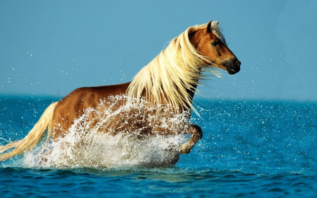 1920x1080 pix. Wallpaper horse, running, beach, water splash, sea, animals