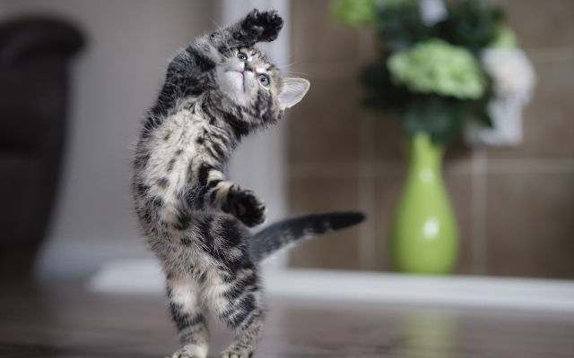 2560x1709 pix. Wallpaper cat, paws, whiskers, tail, kitten, playful