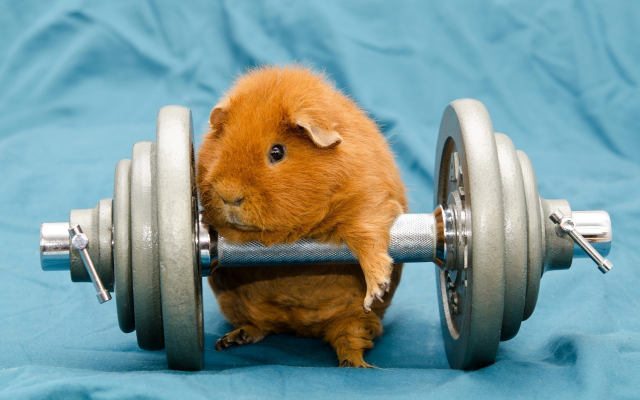 1920x1200 pix. Wallpaper guinea pig, working out, workout, sport, animals, funny