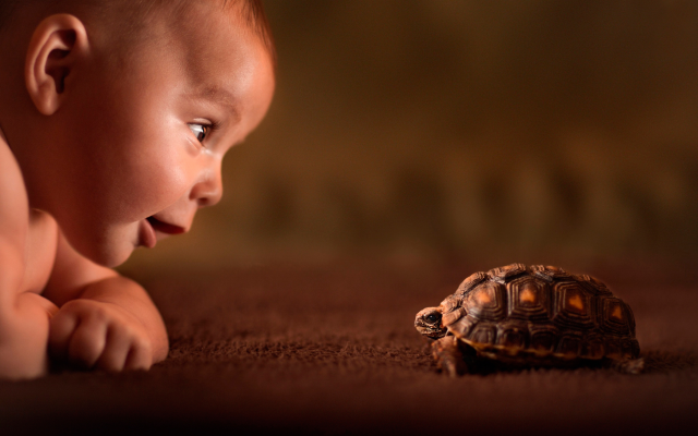 2500x1684 pix. Wallpaper baby, turtle, curiosity, friend, childwood, explore, photo