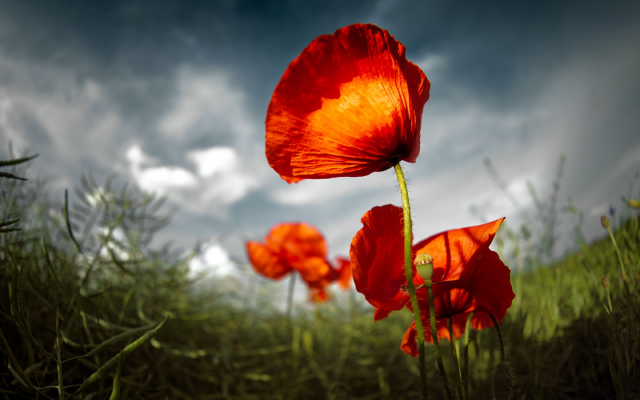2560x1706 pix. Wallpaper poppy, red, grass, sky, close-up, nature, flowers
