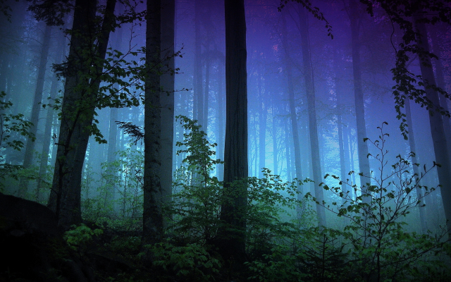 1920x1080 pix. Wallpaper forest, dark, blue, lights, tree, nature