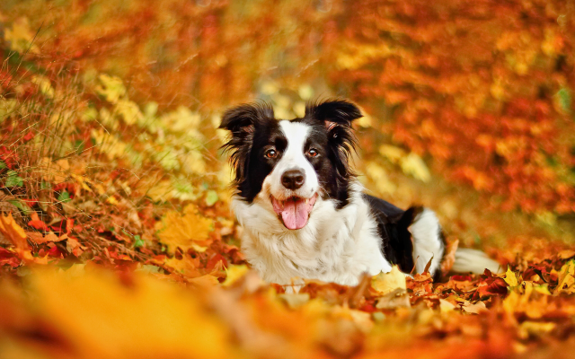 2048x1304 pix. Wallpaper border collie, dog, leaf, autumn, bokeh, fall, animals