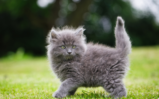 5722x4087 pix. Wallpaper kitten, gray, fluffy cat, cat, animals, grass
