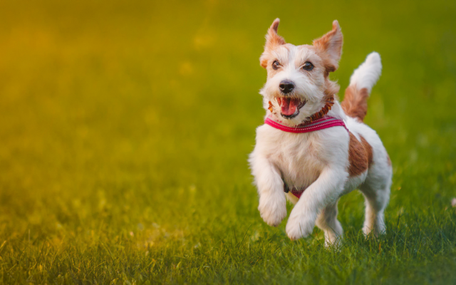 2048x1152 pix. Wallpaper jack russell terrier, puppy, dog, happy, mood, grass, animals