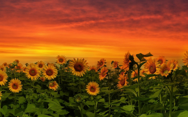 1920x1080 pix. Wallpaper sunset, sunflowers, nature, clouds