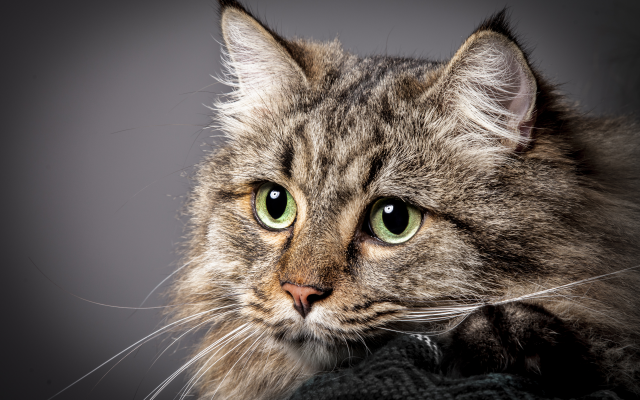 3818x2863 pix. Wallpaper cat, muzzle, eyes, portrait, animals