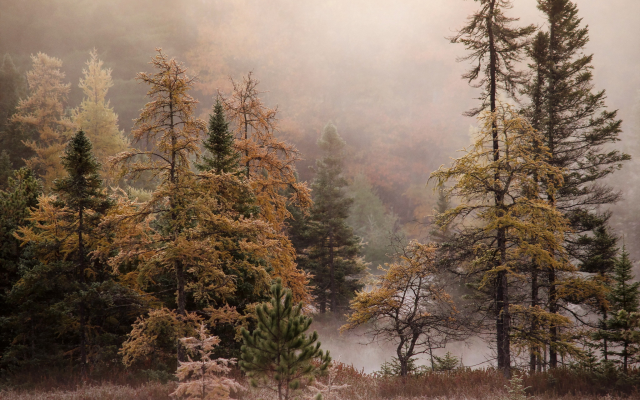 2048x1356 pix. Wallpaper forest, fog, autumn, fall, nature, tree