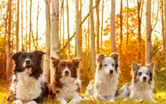 2047x1225 pix. Wallpaper four dogs, friends, fall, autumn, animals