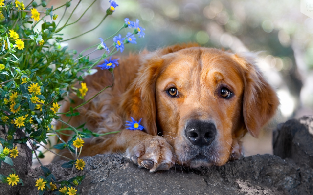 1920x1080 pix. Wallpaper dog, flowers, animals, nature, sad dog