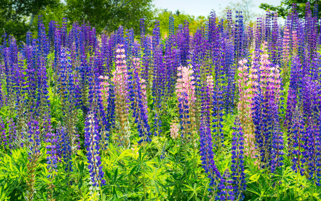 5800x3300 pix. Wallpaper lupins, flowers, plants, nature