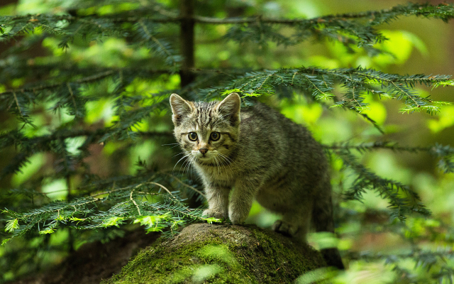 2048x1336 pix. Wallpaper cat, kitten, forest, spruce, stone, hunter, animals
