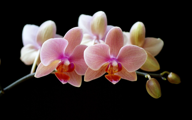 1920x1200 pix. Wallpaper orchids, flowers, petals, nature