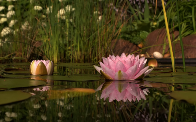 1920x1200 pix. Wallpaper water lilly, reflections, water, pond, flowers, nature