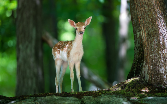 3452x2304 pix. Wallpaper deer, animals, forest, nature