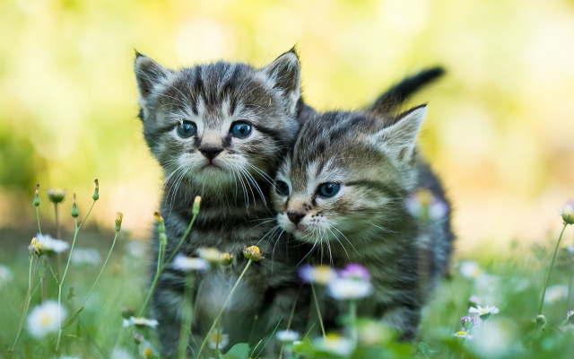 1920x1274 pix. Wallpaper kittens, cat, animals, grass