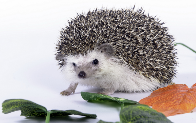 2560x1600 pix. Wallpaper hedgehog, needles, leaves, animals