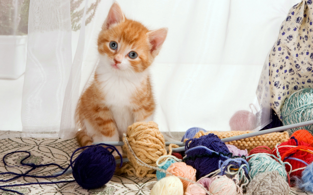 1920x1080 pix. Wallpaper kitten, cat corner, furry friends, cat, animals, knitting