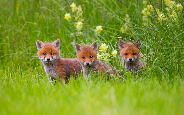 1920x1080 pix. Wallpaper fox, animals, little foxes, grass