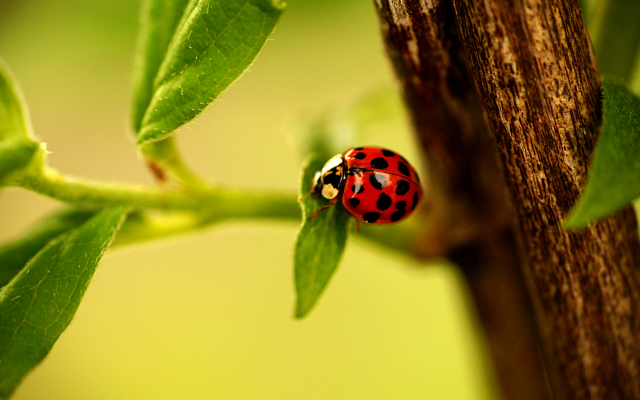 3850x2558 pix. Wallpaper ladybug, ladybird, branch, leaves, macro, animals